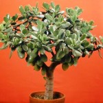 50779184_1257422497_390Crassula_ovata_Bonsai2[1]