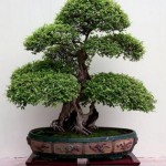 bonsai[1]